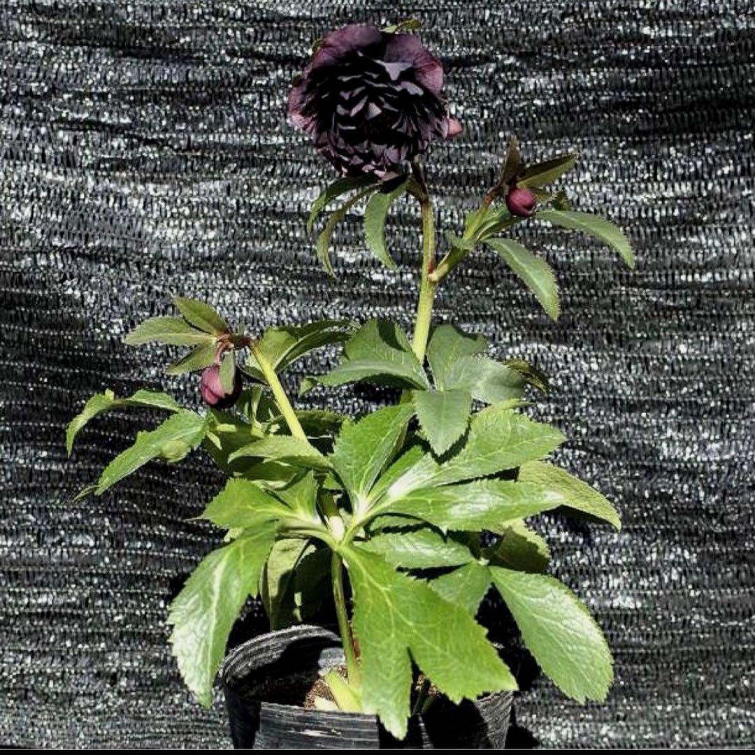 の*ん様 ☘️蕾付き☘️3368⭐️ダーク　クレオパトラ⭐️広瀬園芸⭐️