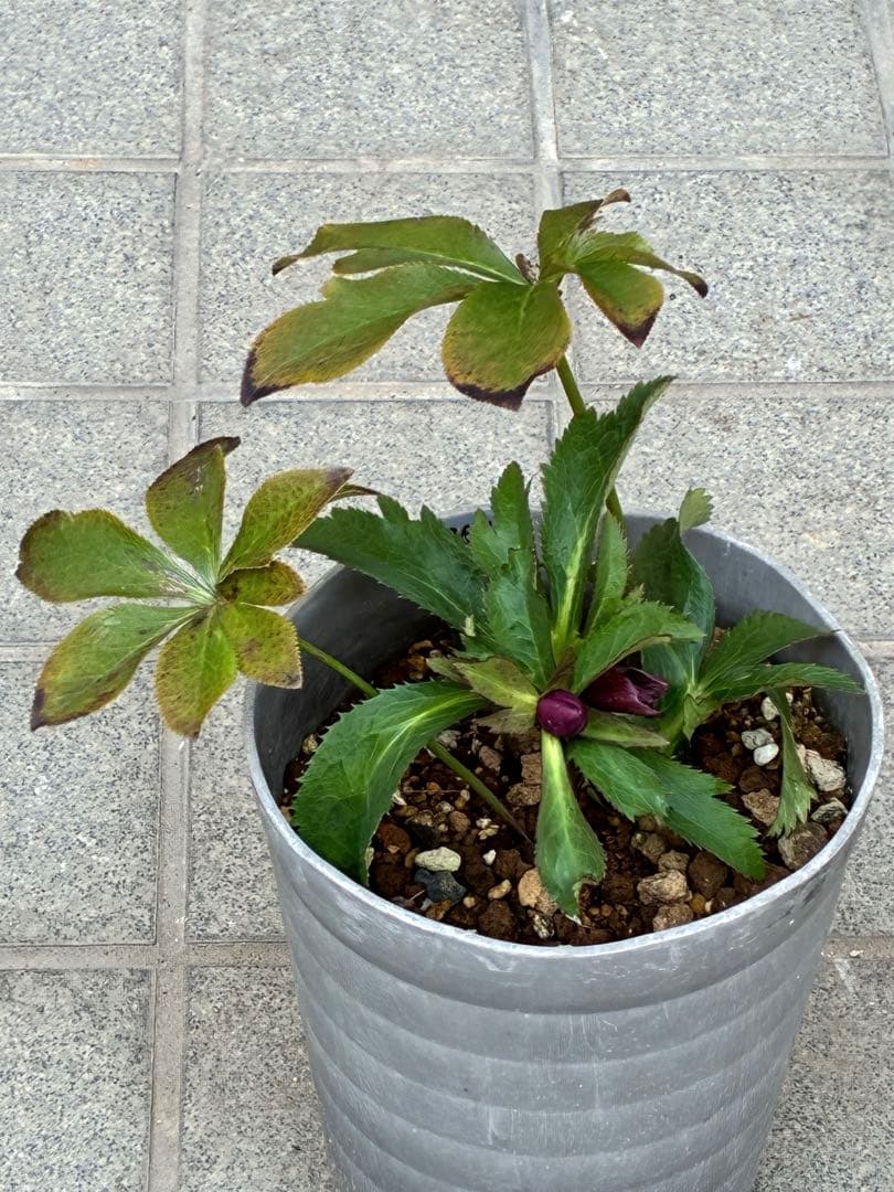 の*ん様 ☘️蕾付き☘️3368⭐️ダーク　クレオパトラ⭐️広瀬園芸⭐️