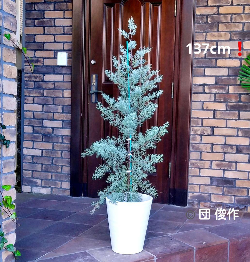 ブルーアイス 苗木 137cm❗8号 綺麗な葉色 シルバーブルー 鉢カバー付き