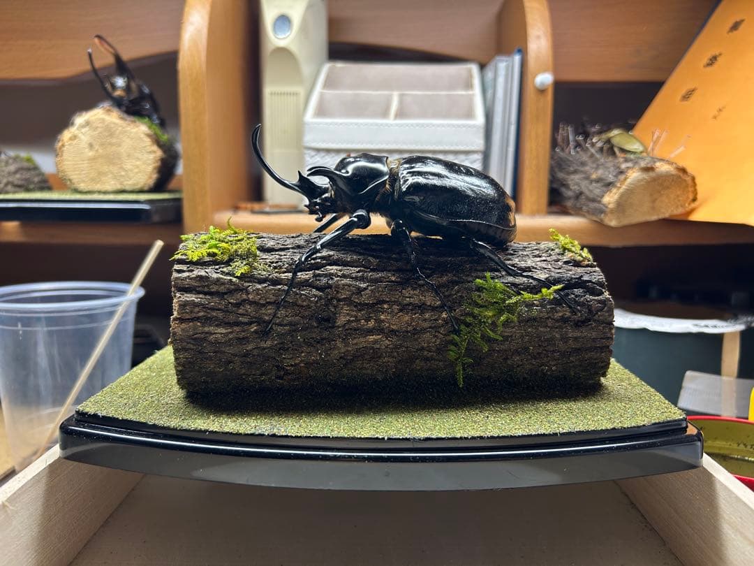 ま*り様 昆虫標本　LIVE標本　マルスゾウカブト 117.6mm