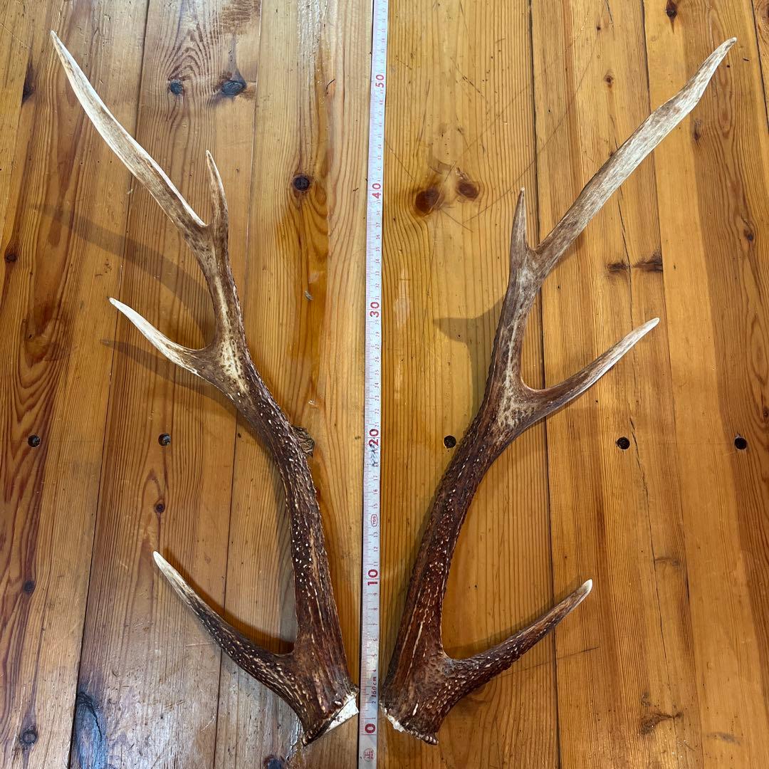 鹿の角 47cm 美品　左右セット