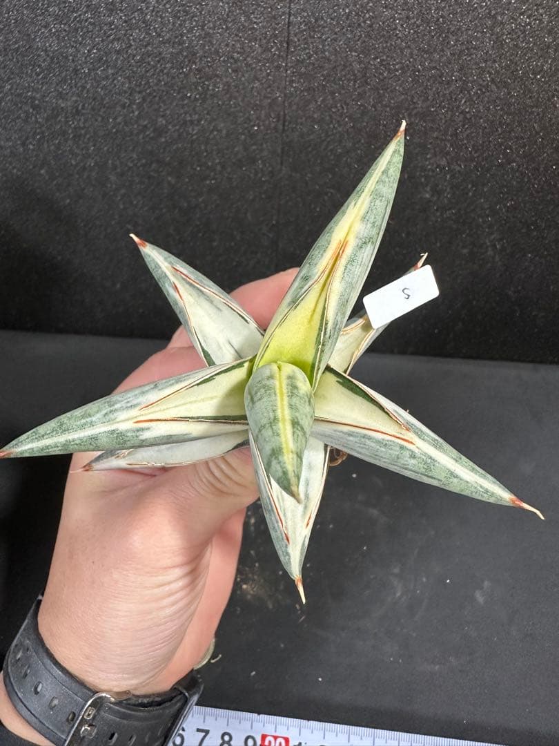 メルカリ便　　kookaburra様 リクエスト 4点 まとめ商品