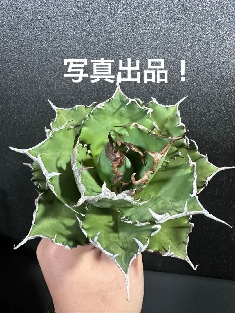 メルカリ便　　kookaburra様 リクエスト 4点 まとめ商品