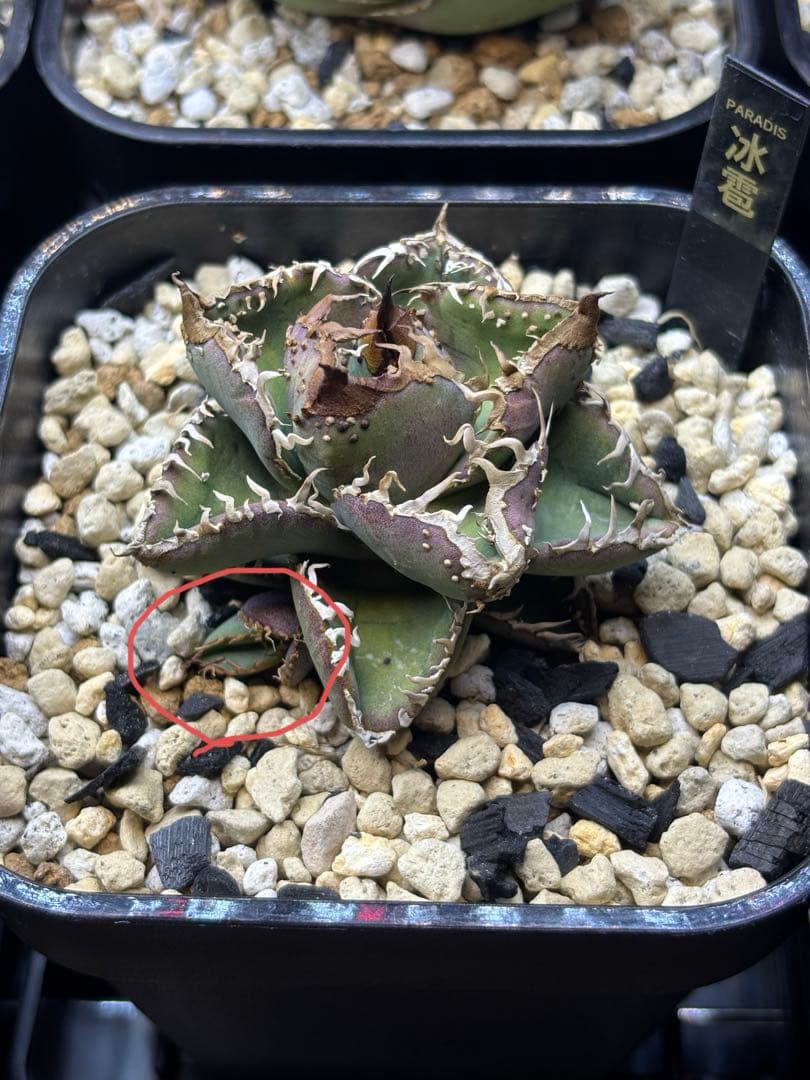 ホ*ス様 アガベ　冰雹　子株