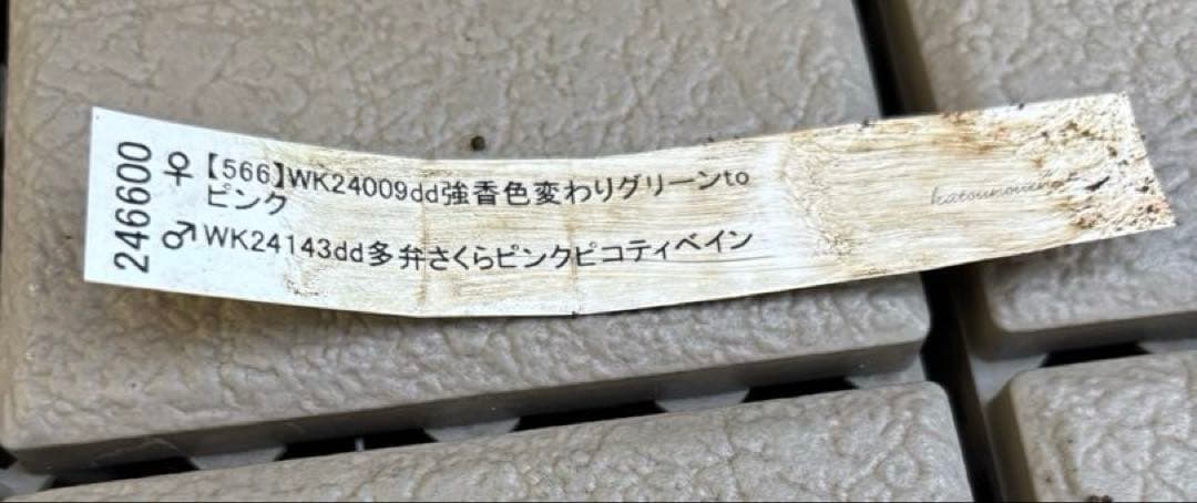 MIYABI様ご依頼品　クリスマスローズ2点　フレグランス　プチドール