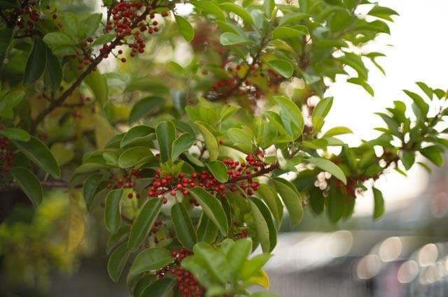 【オールドレンズ】Super takumar 50mm f1.4