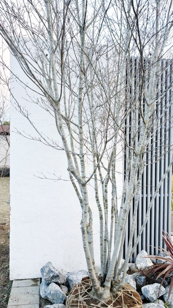 超特大。山採りヤマボウシ大株立ち4.5M(鉢底から※エリア限定自社配送商品