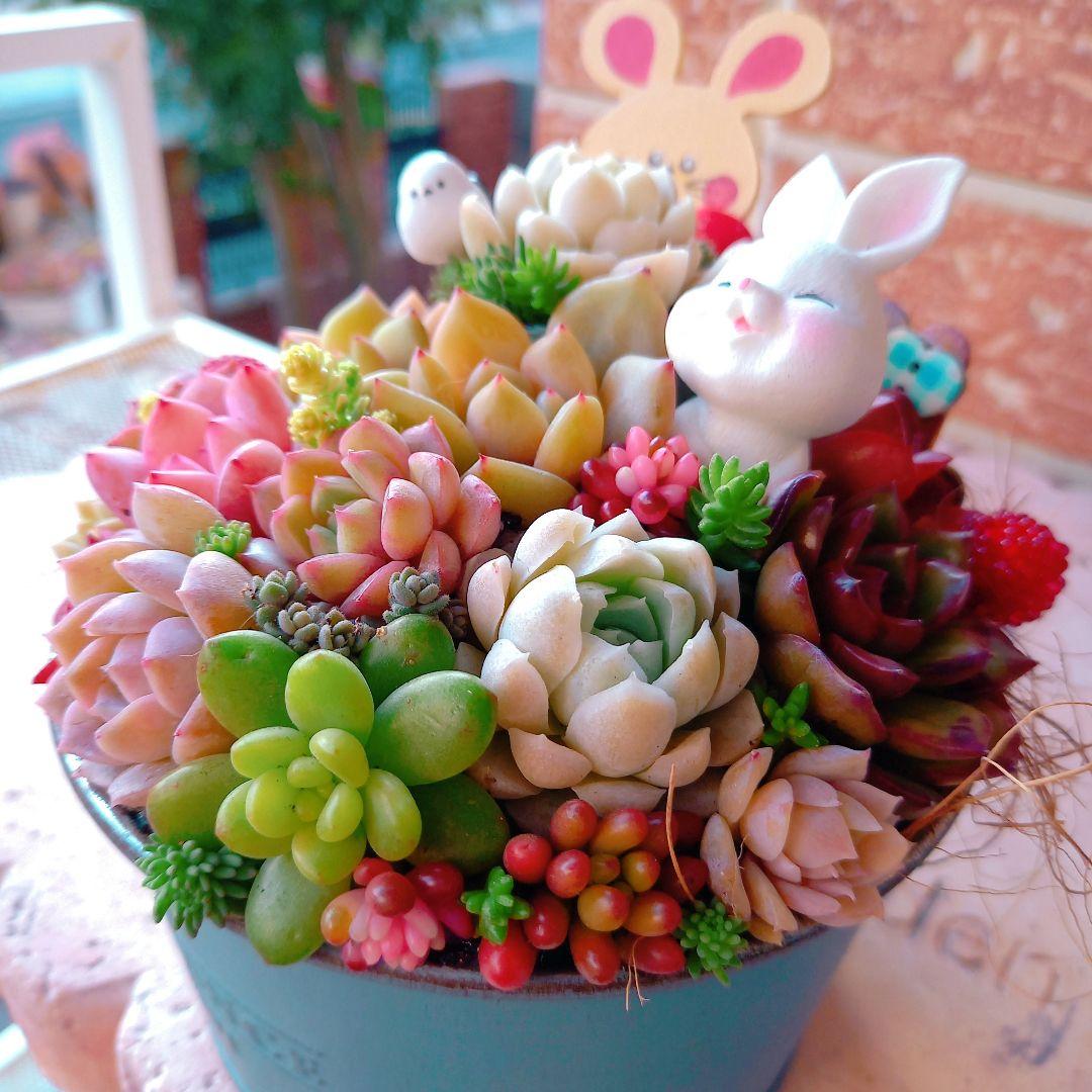 ❤️専用❤️多肉植物❤️そのまま飾れる寄せ植え❤️