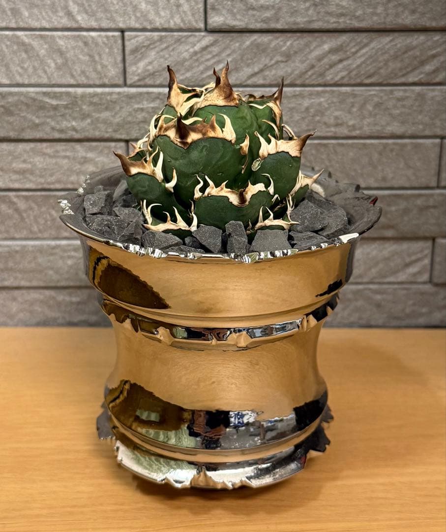 【鉢ごと発送】アガベ チタノタ レッドキャットウィーズル【ゴリ猫・丸型・幅広短葉