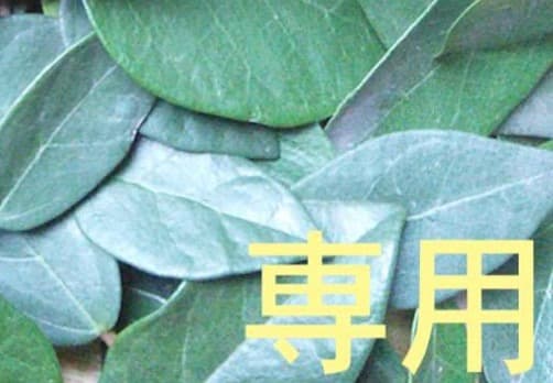 27日 0時迄【aya6】ドテラ At St Or15 Mt10 計４点