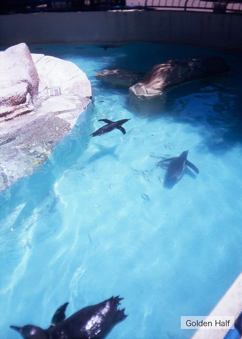 人気 ハローキティ hello kittyトイカメラ golden half