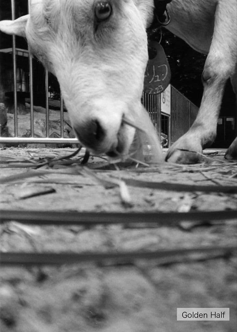 人気 ハローキティ hello kittyトイカメラ golden half