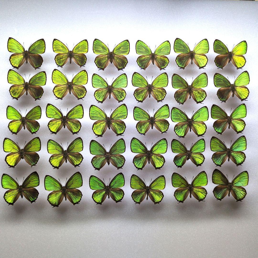 蝶標本　ウスアオオナガウラナミシジミ　3♂