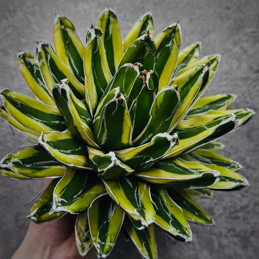 河*徹様 多肉植物・アガベ•笹の雪の黄覆輪•輝山・美しい斑入り　大株W24cm