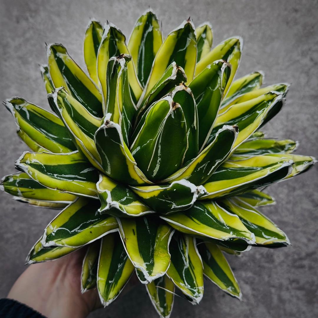 河*徹様 多肉植物・アガベ•笹の雪の黄覆輪•輝山・美しい斑入り　大株W24cm