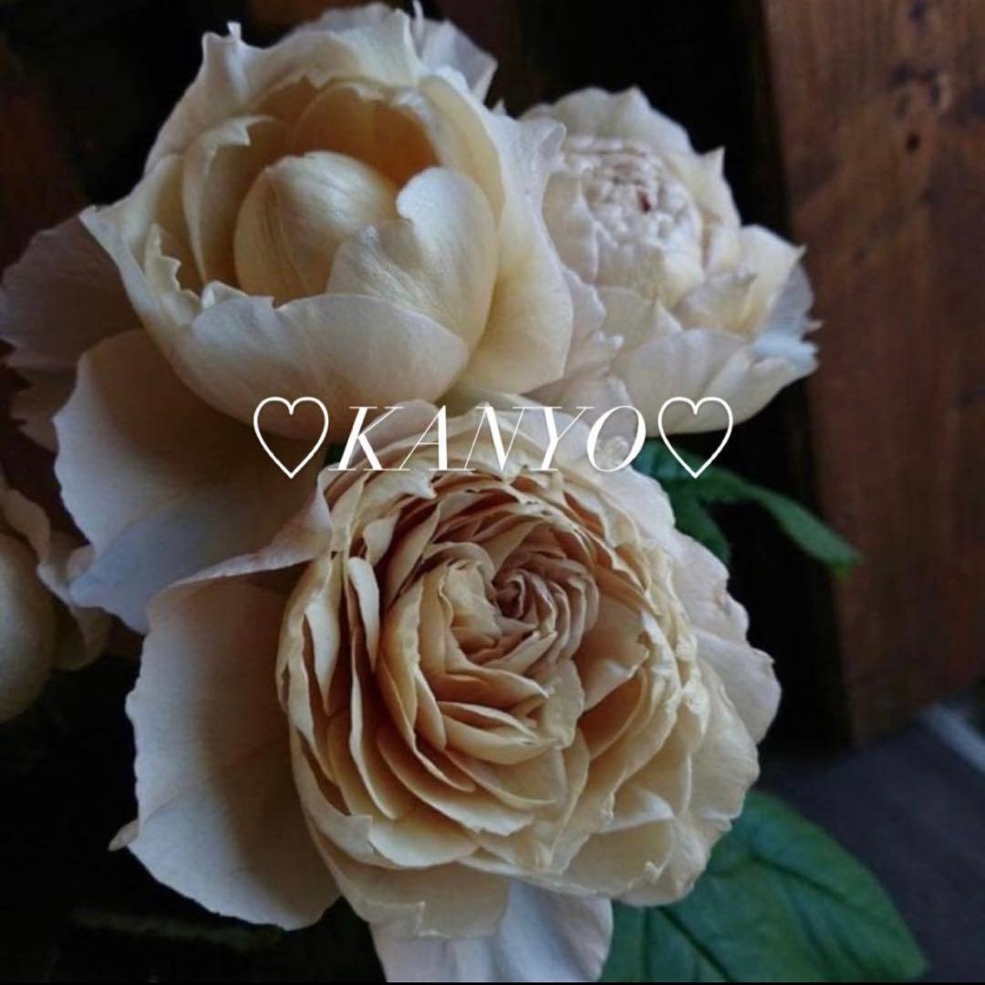 N*G様 バラ苗　和バラ　ペリアン　正規品