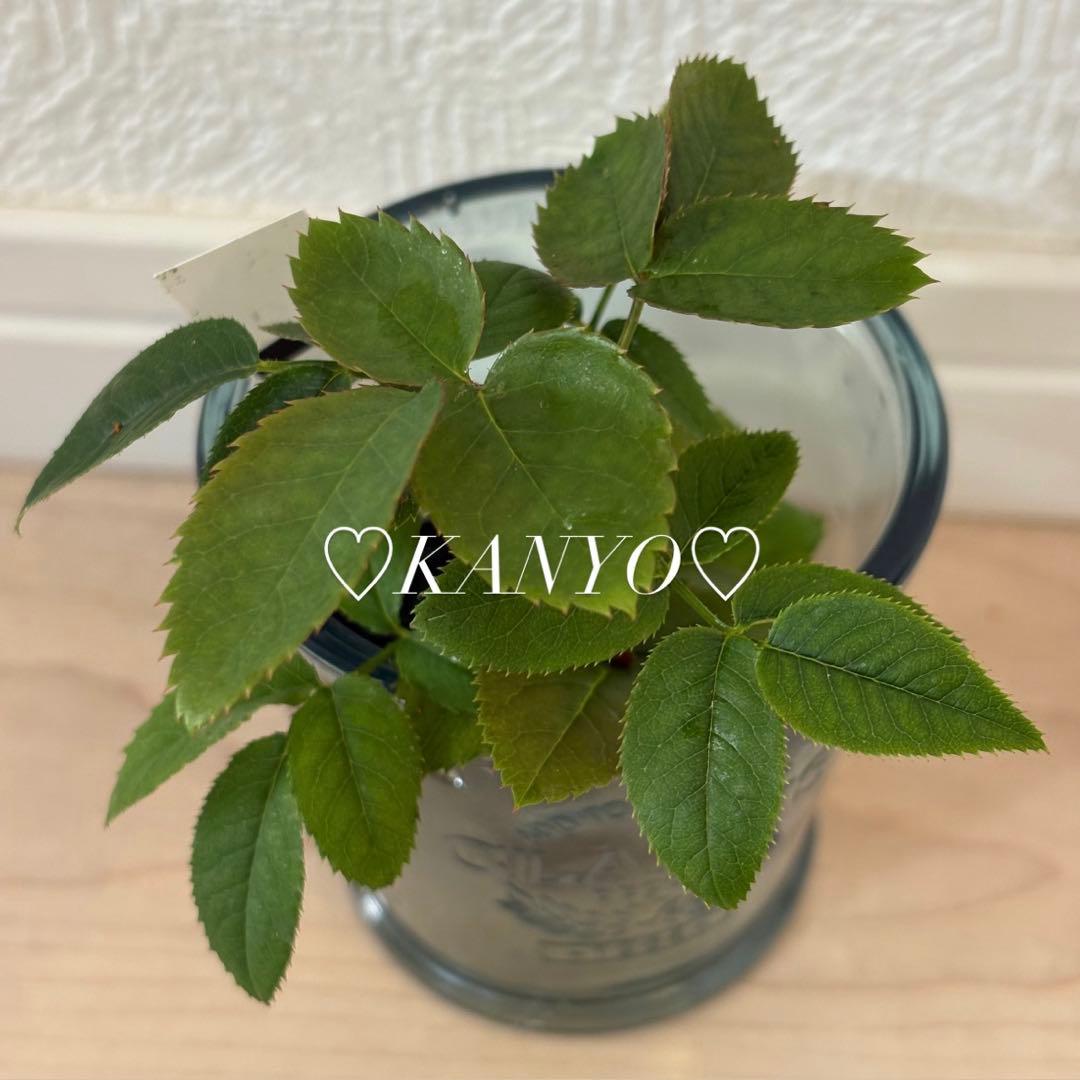 N*G様 バラ苗　和バラ　ペリアン　正規品