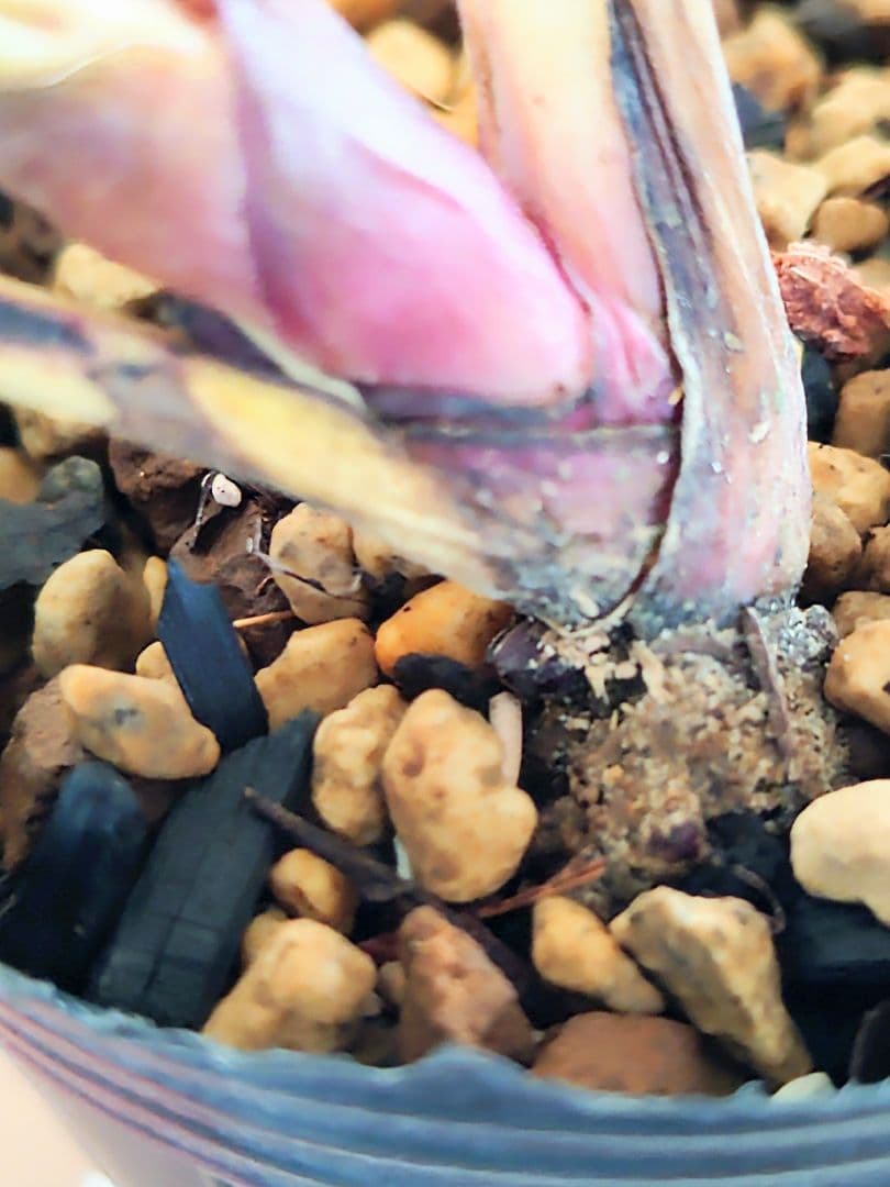 樹*♡様 クリスマスローズ株分け