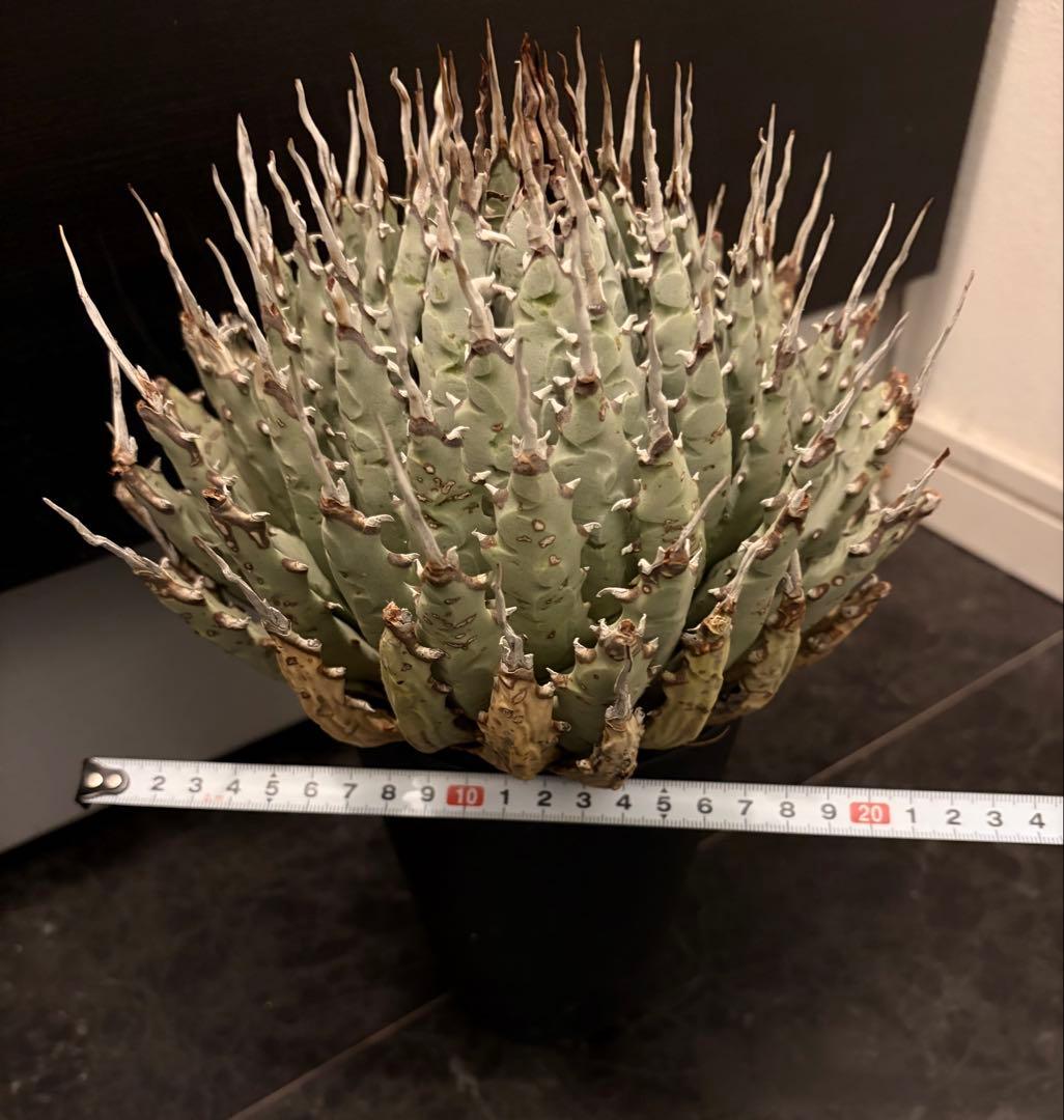 jone ページ耐寒性アガベ エボリスピナ陽炎◇短葉大株ドライガーデン