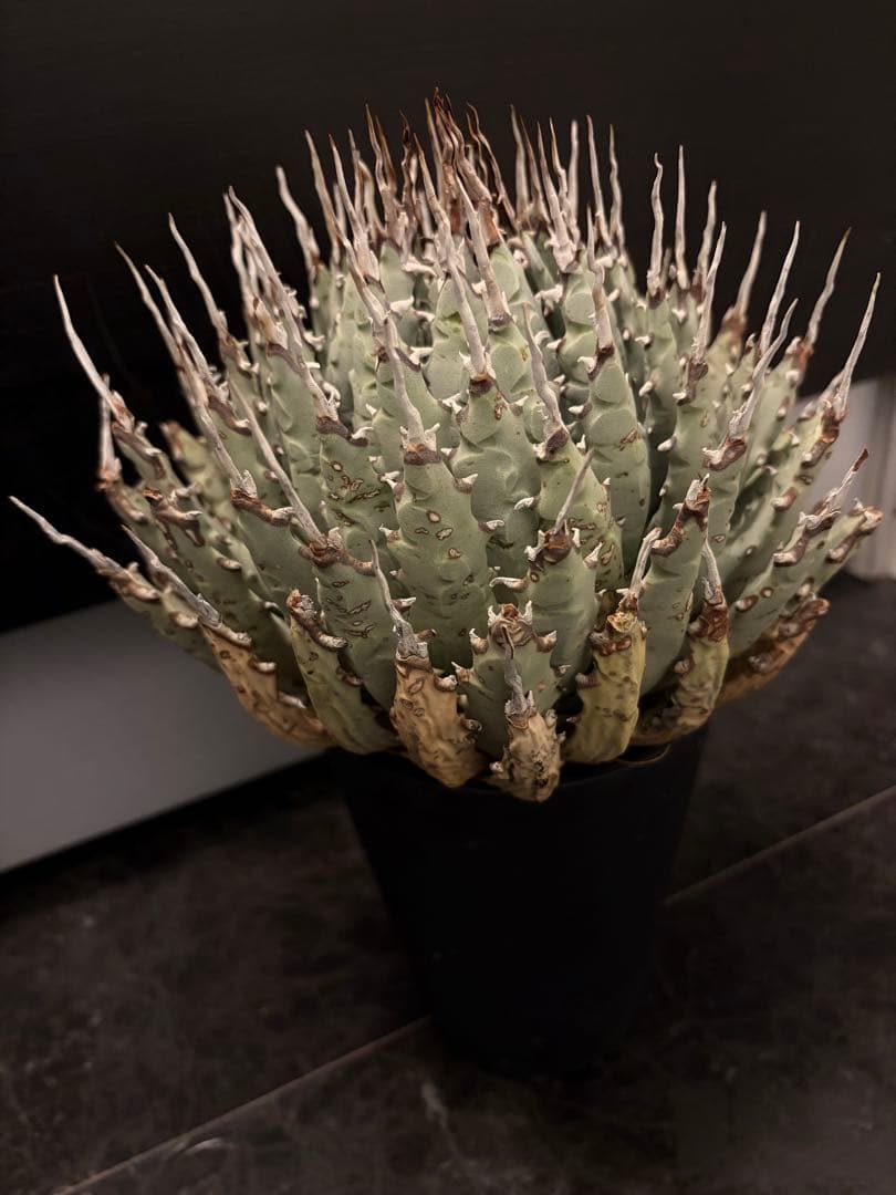 jone ページ耐寒性アガベ エボリスピナ陽炎◇短葉大株ドライガーデン