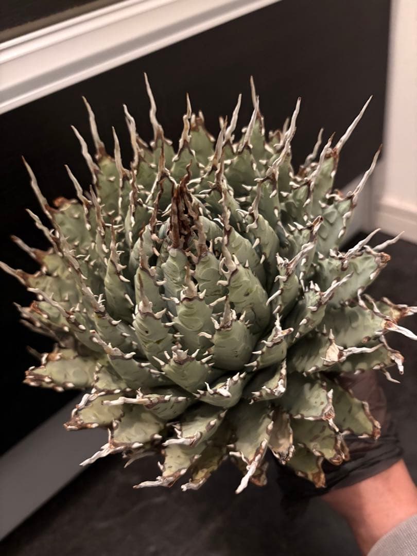 jone ページ耐寒性アガベ エボリスピナ陽炎◇短葉大株ドライガーデン