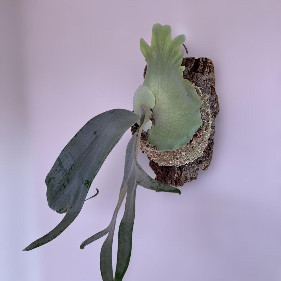 P.willinckii cv Zero （POP）