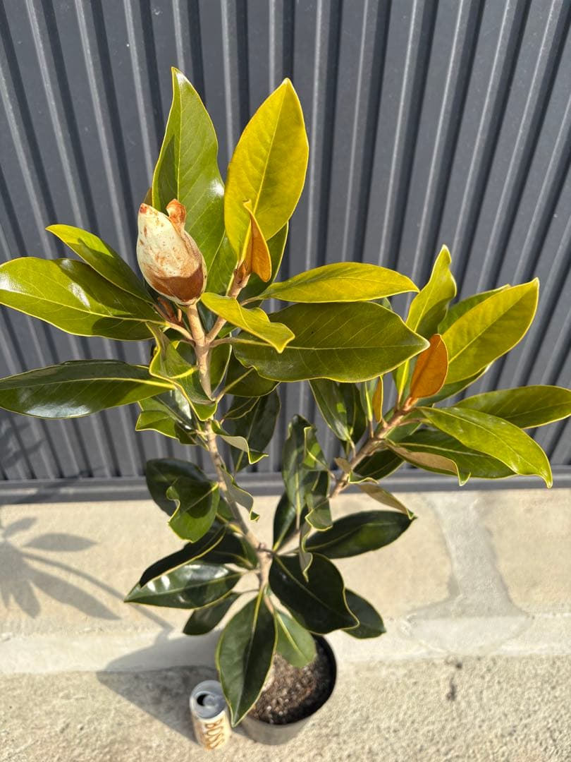 ◆タイサンボク　リトルジェム◆接木◆樹形が綺麗◆つぼみ有ります‼️◆