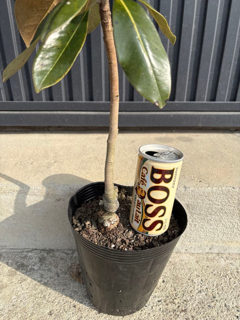 ◆タイサンボク　リトルジェム◆接木◆樹形が綺麗◆つぼみ有ります‼️◆