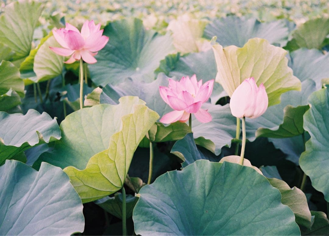 Voigtlander PROMINENT ULTRON 50mm 【作例あり】