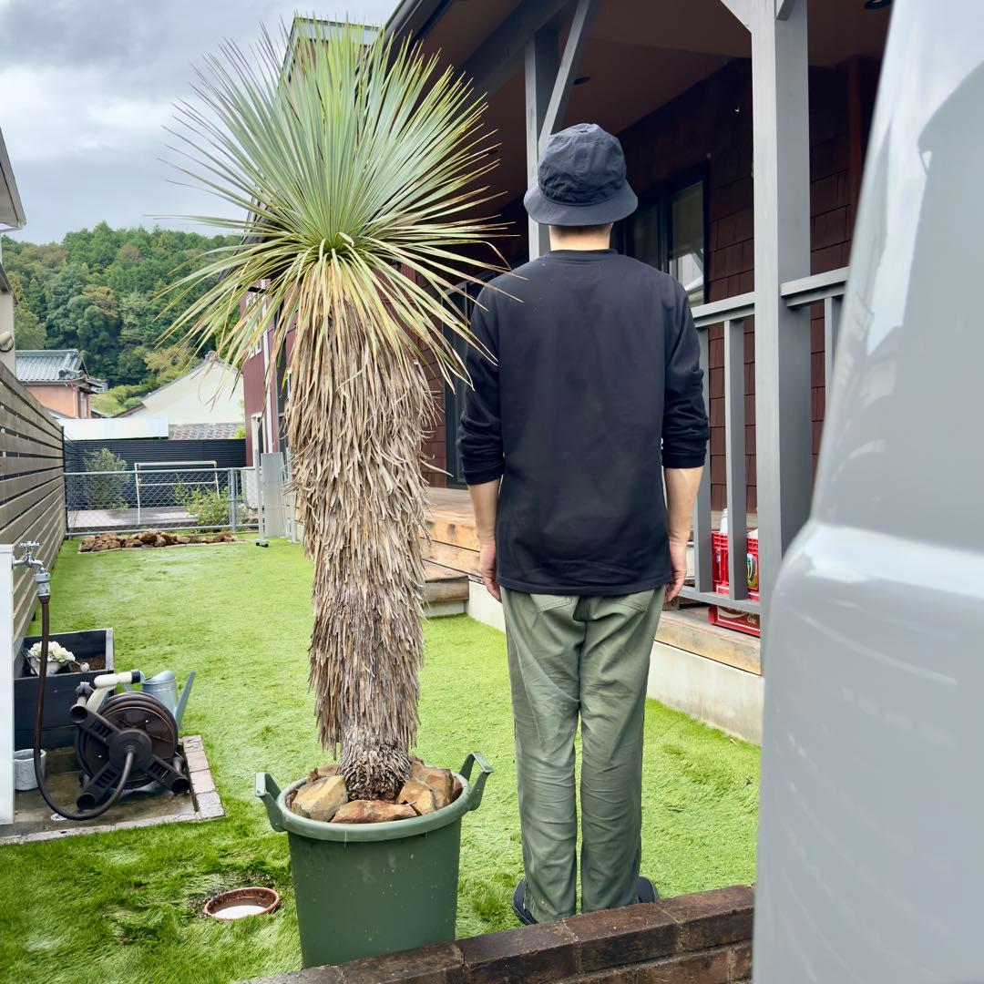 愛知県豊田市引き渡しのみ ユッカロストラータ　鉢底高190cm