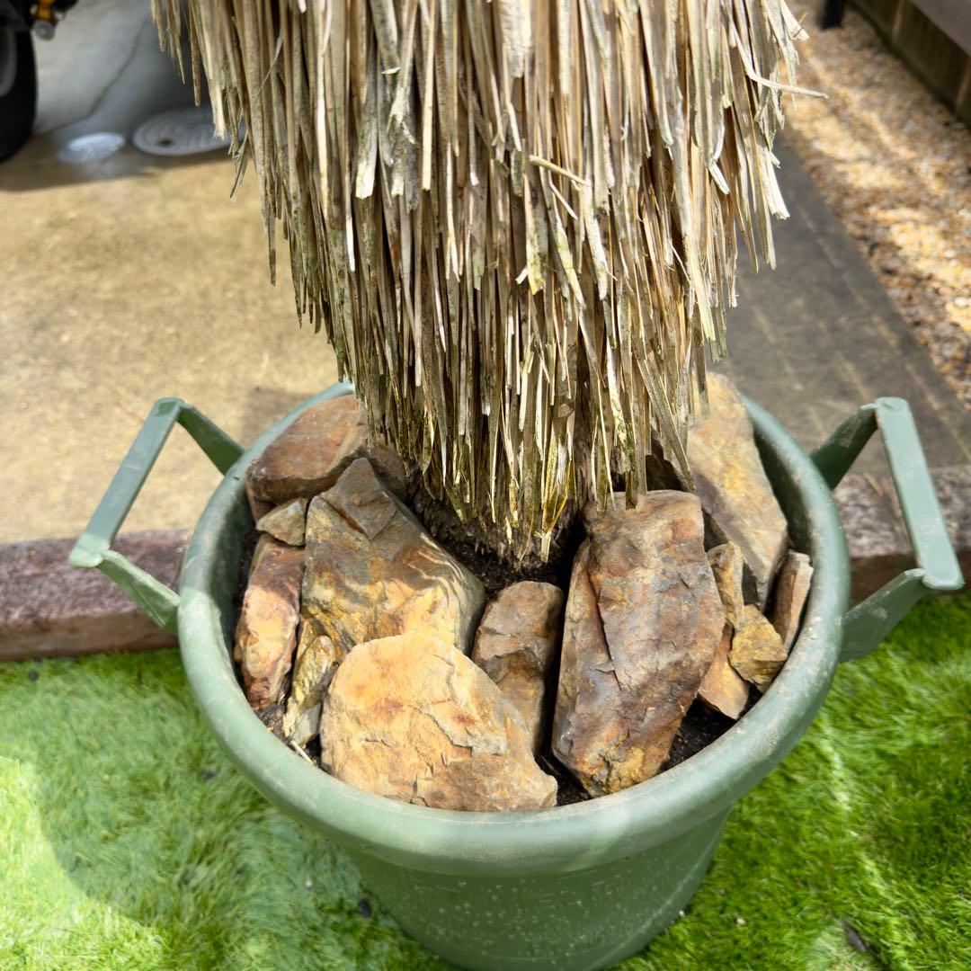 愛知県豊田市引き渡しのみ ユッカロストラータ　鉢底高190cm