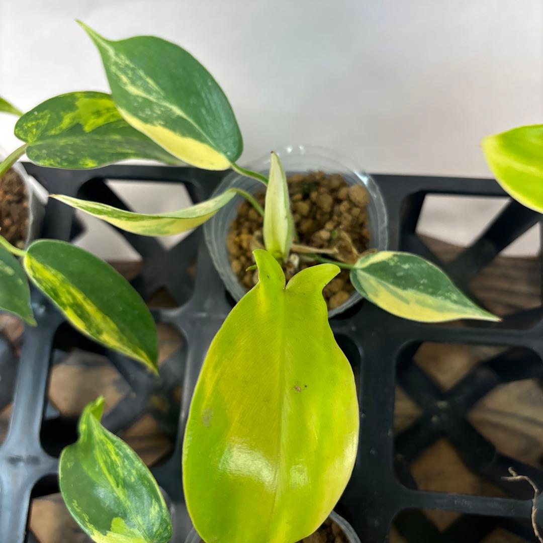 塊*房様 7株セットms145 フィロデンドロン・フロリダビューティー・バリエガ