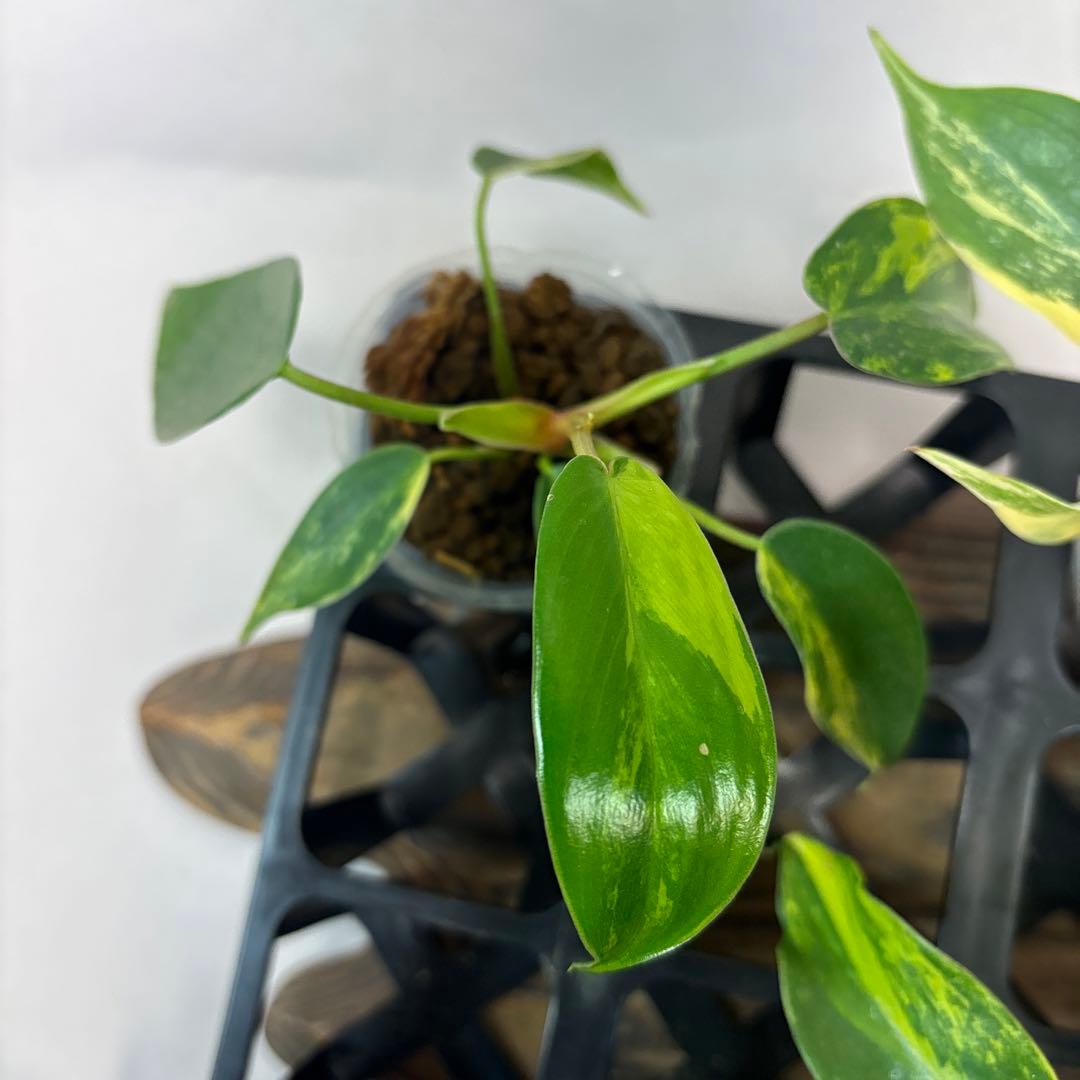 塊*房様 7株セットms145 フィロデンドロン・フロリダビューティー・バリエガ