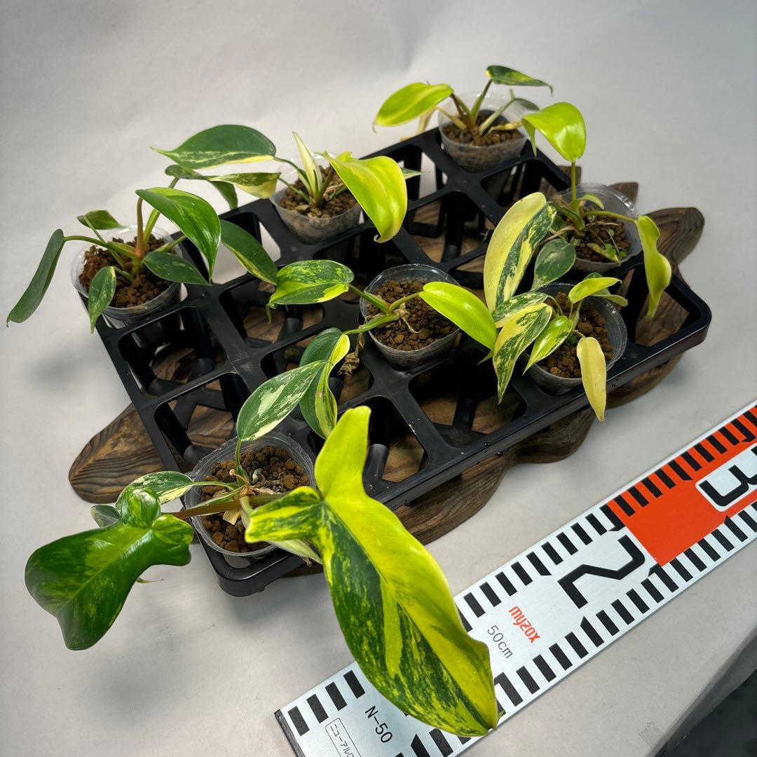 塊*房様 7株セットms145 フィロデンドロン・フロリダビューティー・バリエガ