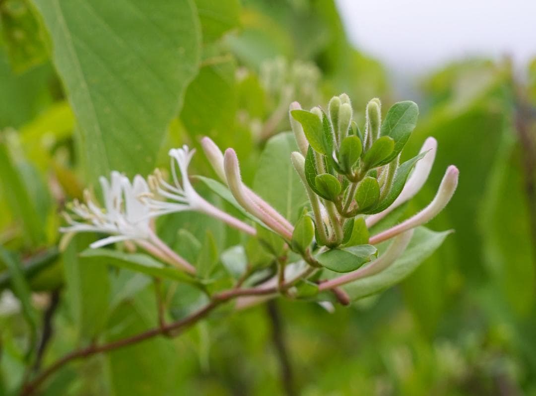 Nikon EL-NIKKOR　50mm f4