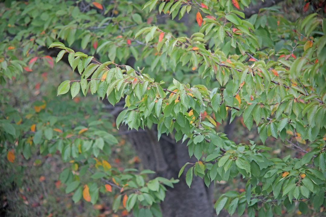レンズ(単焦点) Pentax Super Takumar 300mm F4 #7718