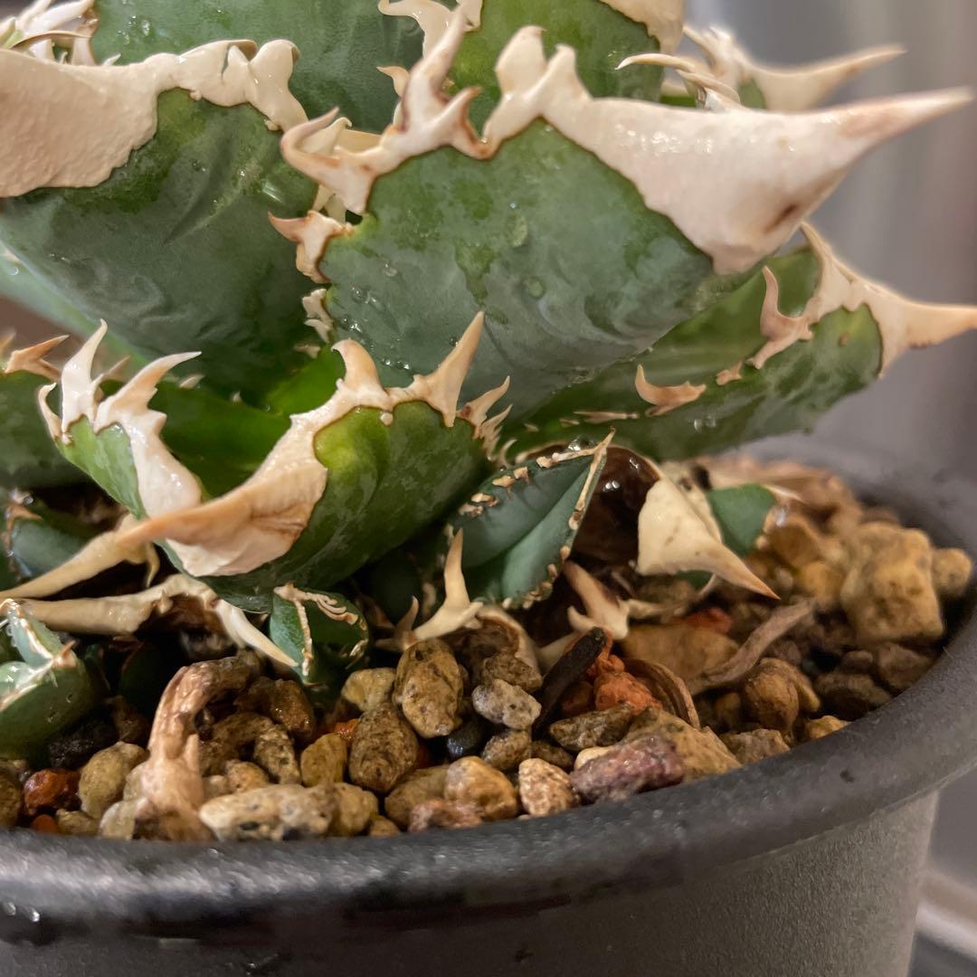 アガベ 特選 大白鯊 親株 子株大量セット ホホジロザメ　白豪刺　チタノタ