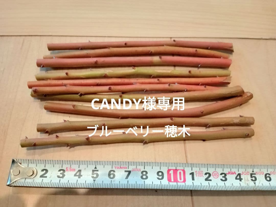 ブルーベリー　穂木　110本