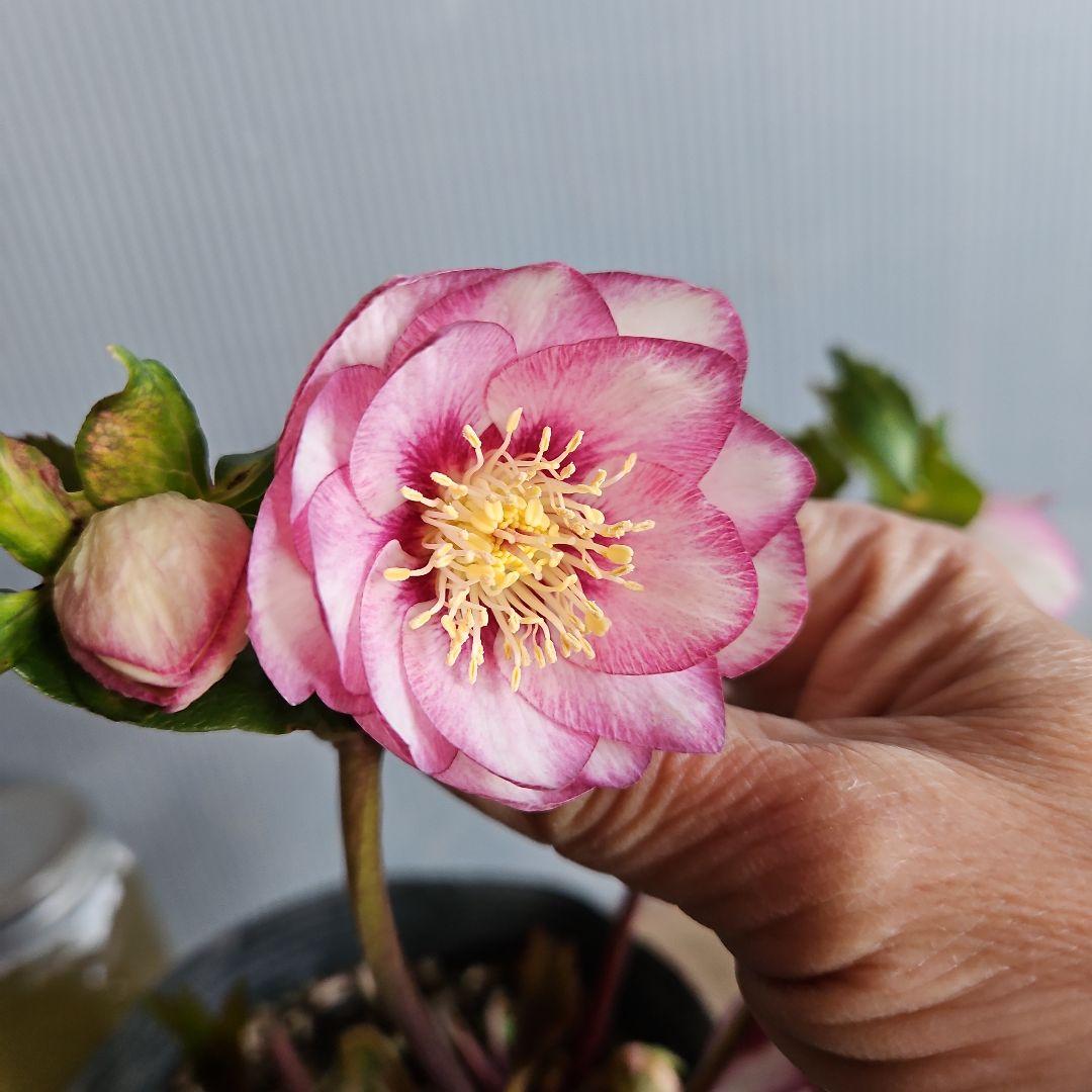 あけみっきー様ご購入苗㉖-361㉖-120㉖-359クリスマスローズ