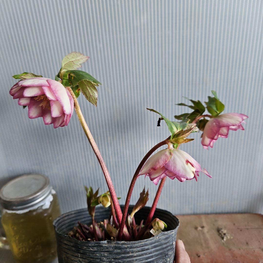 あけみっきー様ご購入苗㉖-361㉖-120㉖-359クリスマスローズ