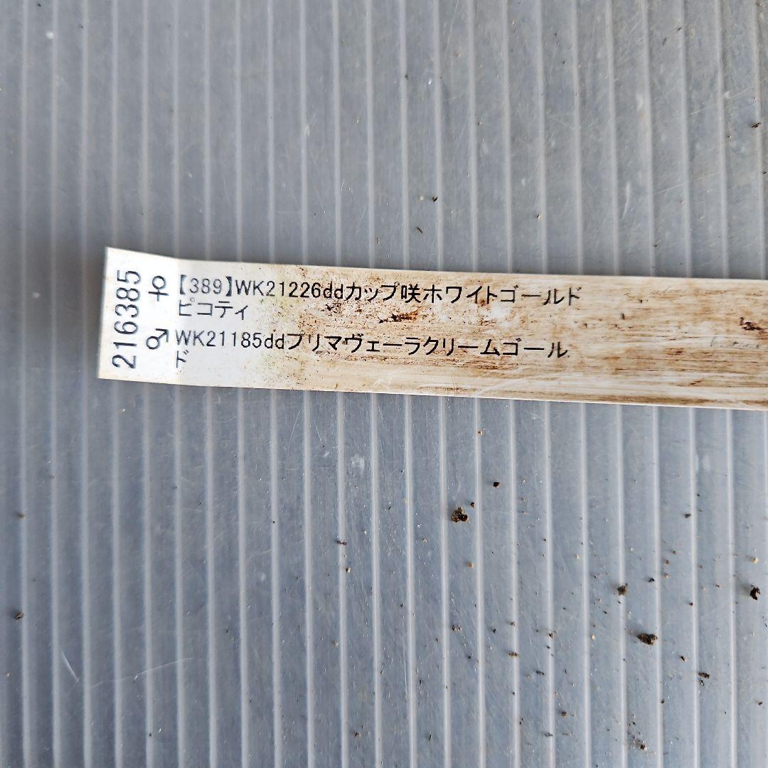 あけみっきー様ご購入苗㉖-361㉖-120㉖-359クリスマスローズ