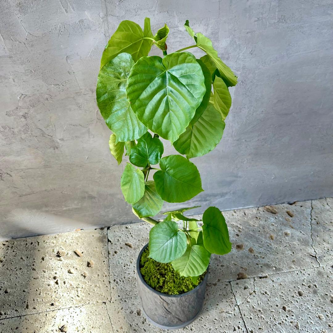 フィカス　ウンベラータ　螺旋　天然苔仕立て　陶器鉢　植え込み