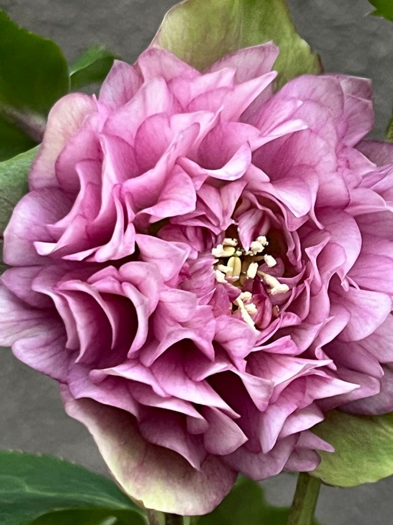 クリスマスローズ　超多弁