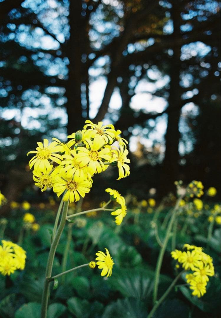 コンタックス G1 CONTAX