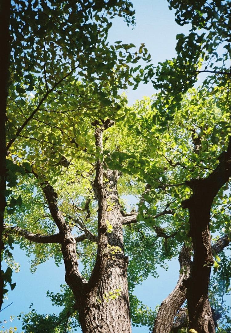 コンタックス G1 CONTAX