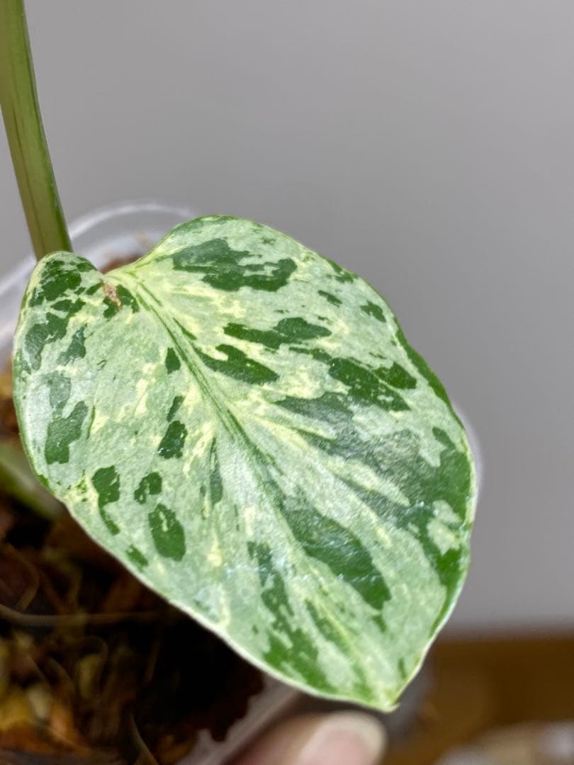【全葉斑入り‼️】モンステラ　デリシオーサ　バルバソー　フシギダネ/ベトシオーサ