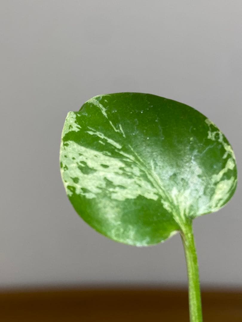 【全葉斑入り‼️】モンステラ　デリシオーサ　バルバソー　フシギダネ/ベトシオーサ