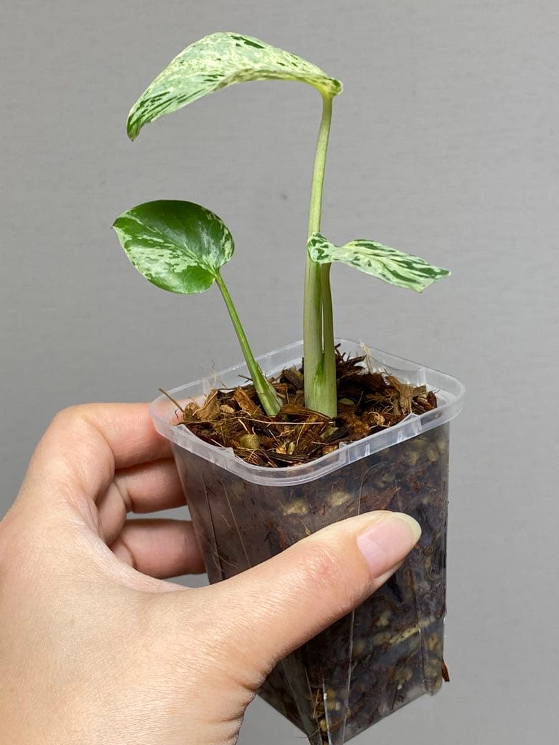 【全葉斑入り‼️】モンステラ　デリシオーサ　バルバソー　フシギダネ/ベトシオーサ