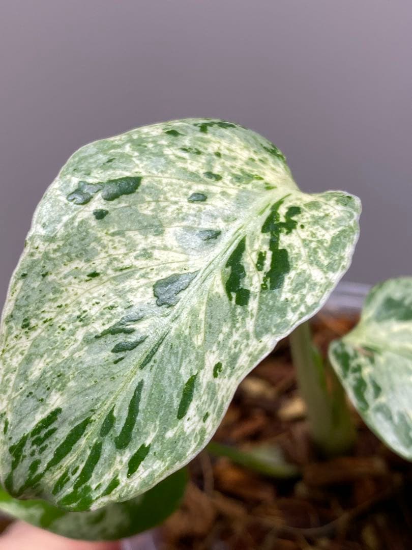 【全葉斑入り‼️】モンステラ　デリシオーサ　バルバソー　フシギダネ/ベトシオーサ