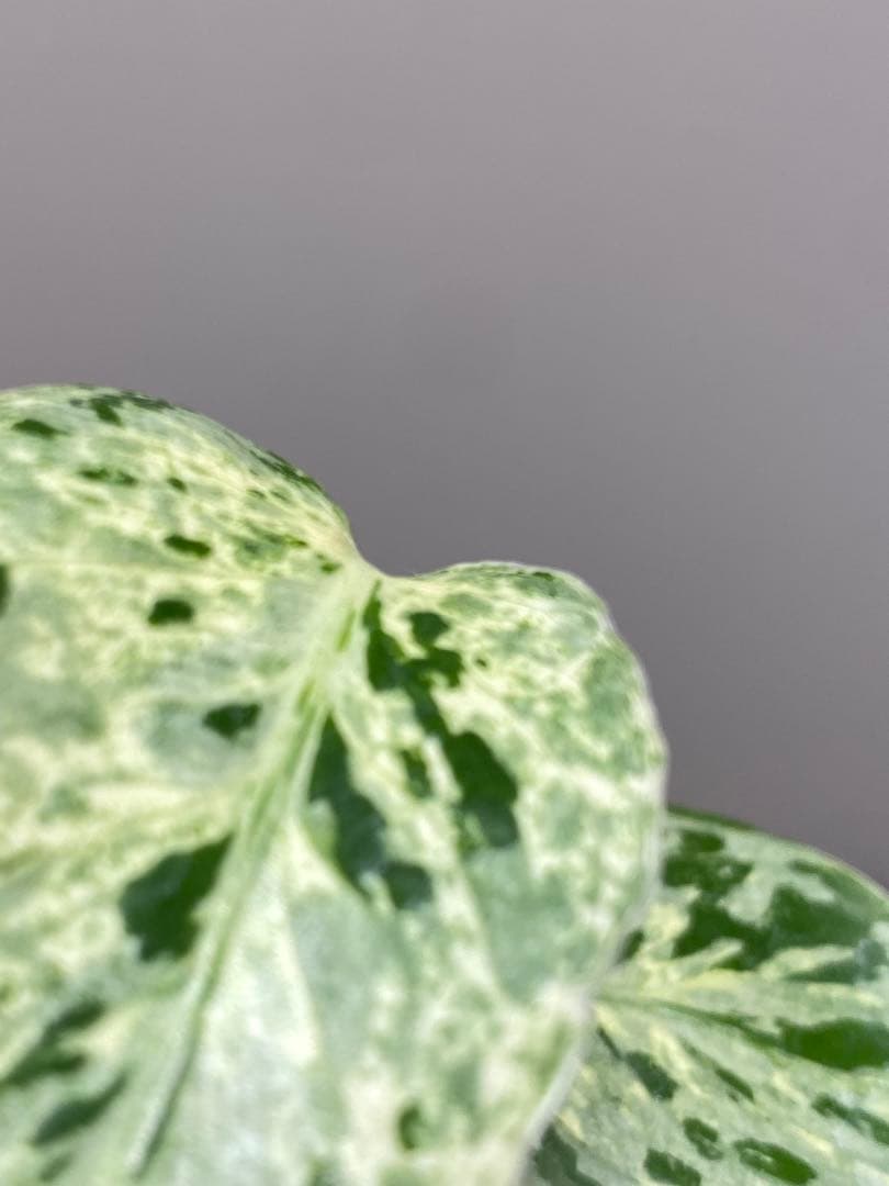 【全葉斑入り‼️】モンステラ　デリシオーサ　バルバソー　フシギダネ/ベトシオーサ